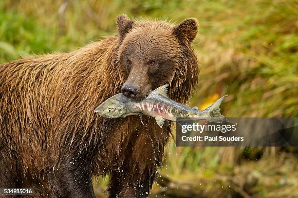 brown bear, katmai national park, alaska - brown bear stock pictures, royalty-free photos & images