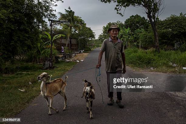 Man leads his goat in Merisen Village on May 27, 2016 in Sidoarjo, East Java, Indonesia. The Merisen village was damaged by the Sidoarjo mudflow and...