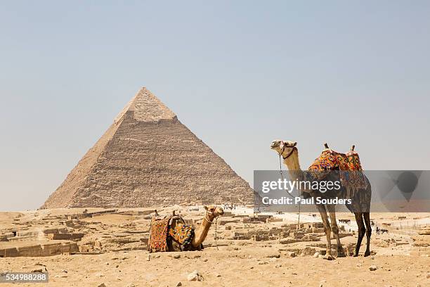 camels and great pyramid, cairo, egypt - pyramiden von gizeh stock-fotos und bilder