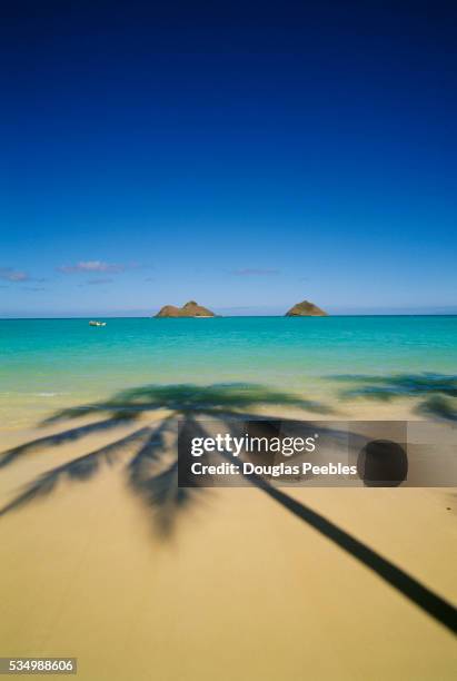 shadow of a palm tree on lanika beach, hawaii - hawaii islands stock-fotos und bilder