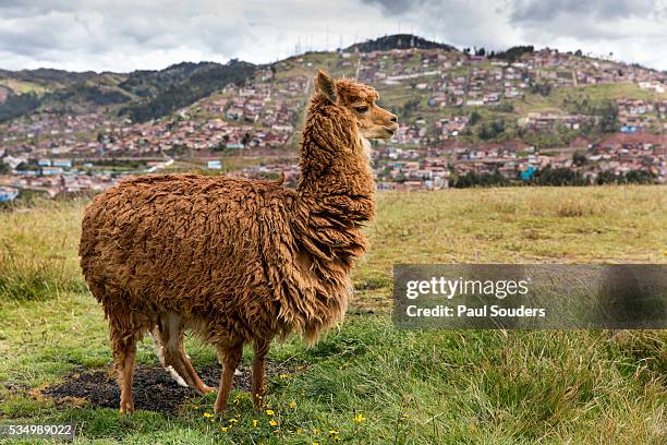 alpaca near saksaywaman temple, cusco, peru - alpaca stock pictures, royalty-free photos & images