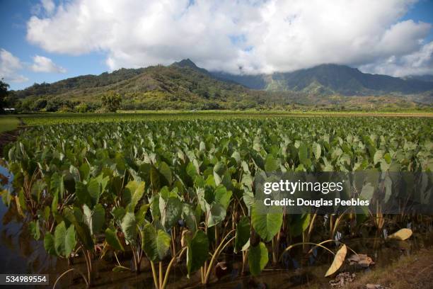 taro field, kauai, hawaii - taro stock pictures, royalty-free photos & images