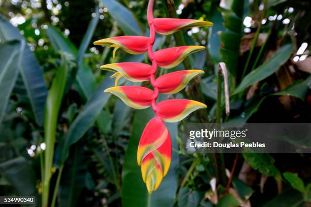 heliconia, keanae peninsula,hana coast, maui, hawaii - hawaiian heliconia stock pictures, royalty-free photos & images
