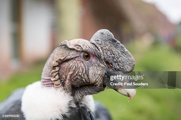 andean condor at animal sanctuary, peru - andean condor stock pictures, royalty-free photos & images