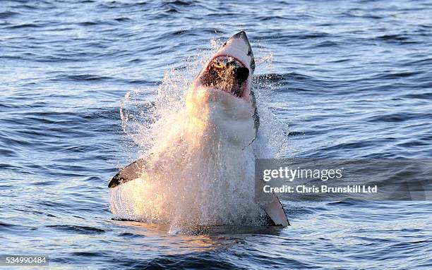 Breaching Great White Shark Photos Photos Et Images De Collection breaching-great-white-shark-photos-photos-et-images-de-collection