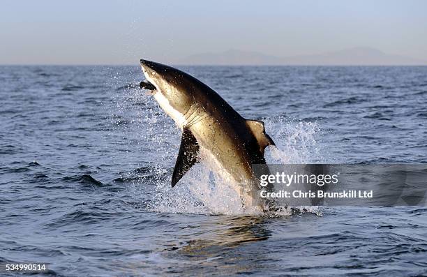 40 Breaching Great White Shark Photos Stock Photos, High-Res Pictures ...