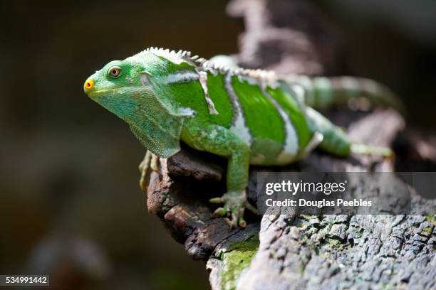 fijian crested iguana ,brachylophus vitiensis, kula eco park, viti levu, fiji - fiji crested iguana stockfoto's en -beelden