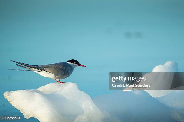 arctic tern on iceberg, hudson bay, canada - artic tern stock pictures, royalty-free photos & images