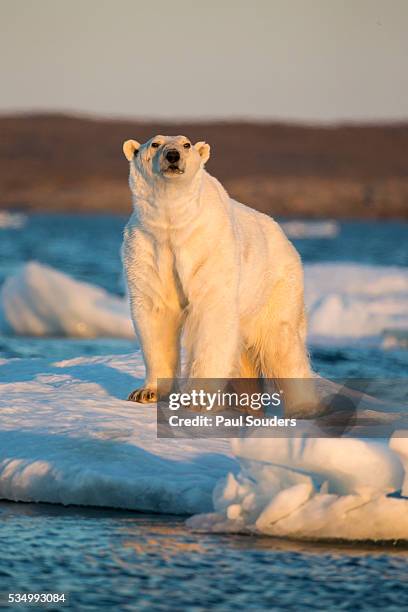 polar bear on melting sea ice, nunavut, canada - arctic stock pictures, royalty-free photos & images