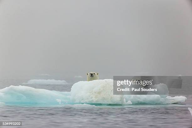 polar bears and sea ice, nunavut, canada - funny polar bear stock pictures, royalty-free photos & images