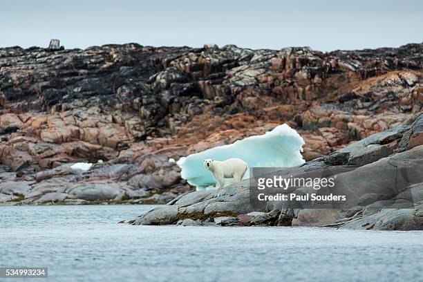 Polar Bear on Harbour Islands, Repulse Bay, Nunavut, Canada