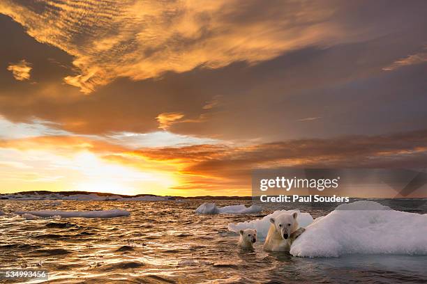polar bear and cub amid sea ice, repulse bay, nunavut, canada - polar bear iceberg stock pictures, royalty-free photos & images