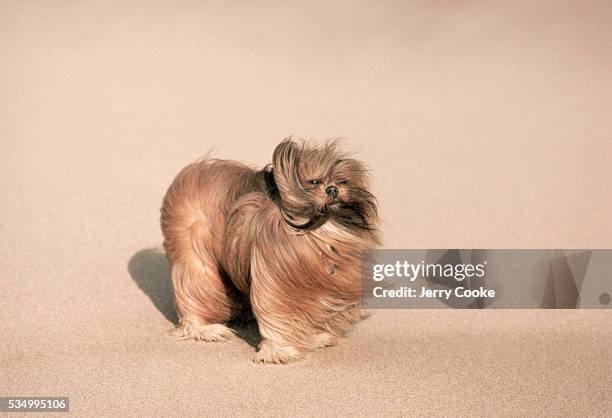 Lhasa Apso dog, whose breed is over 2000 years old and originated in Tibet, stands on a sandy beach along the Atlantic Ocean.