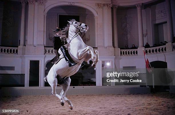 Trainer rides on a lipizzaner during a performance at the Spanish Riding school. This riding school building was created by the Hapsburg Emperors in...