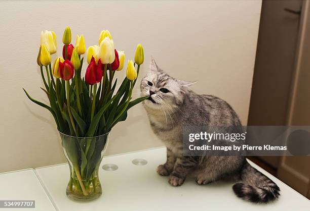 cat eats tulips - tulips cat stock-fotos und bilder
