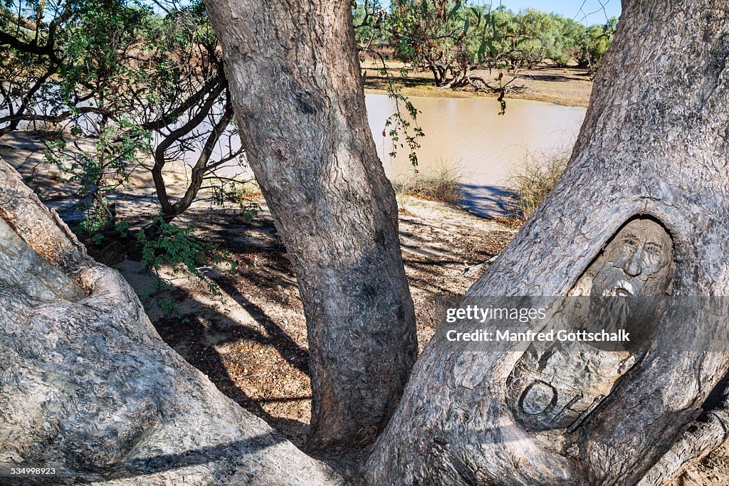 Face Tree at Cooper Creek