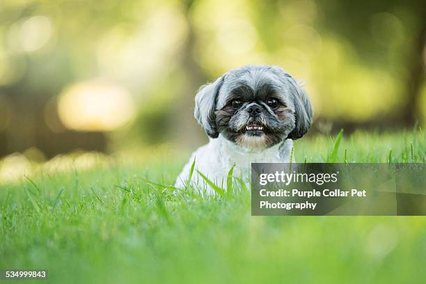 smiling shih tzu dog laying down outdoors - shih tzu stock pictures, royalty-free photos & images