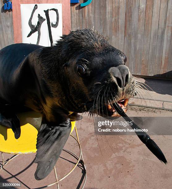 South America sea lion "J" writes a character called the rabbit by a writing brush in new year calligraphy practice at the begininng of the year in...
