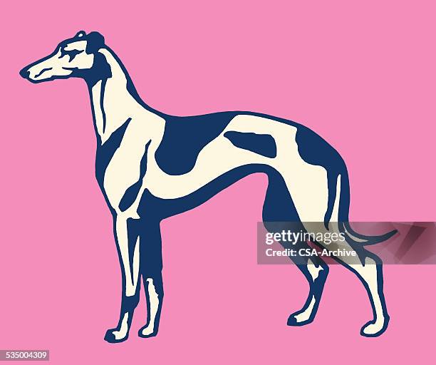 greyhound - greyhound hunderasse stock-grafiken, -clipart, -cartoons und -symbole