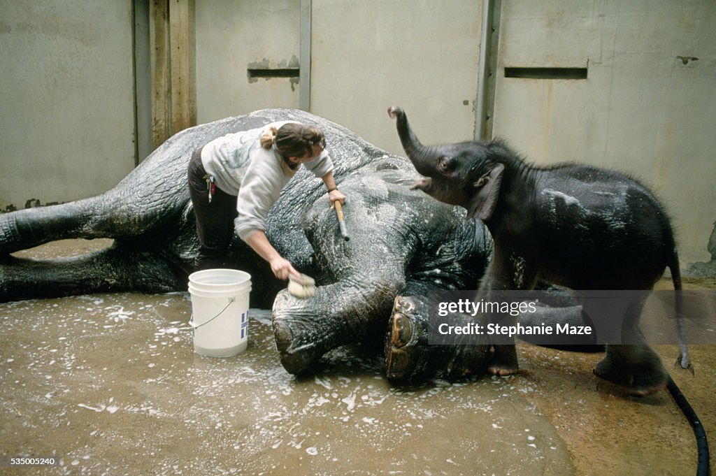 Keeper Giving Elephant a Bath