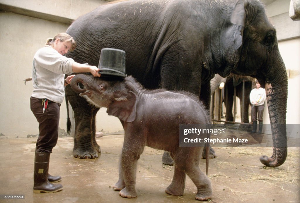 Zoo Keeper with Elephants