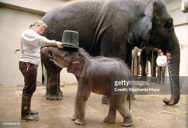 zoo keeper with elephants - zoowärter stock-fotos und bilder