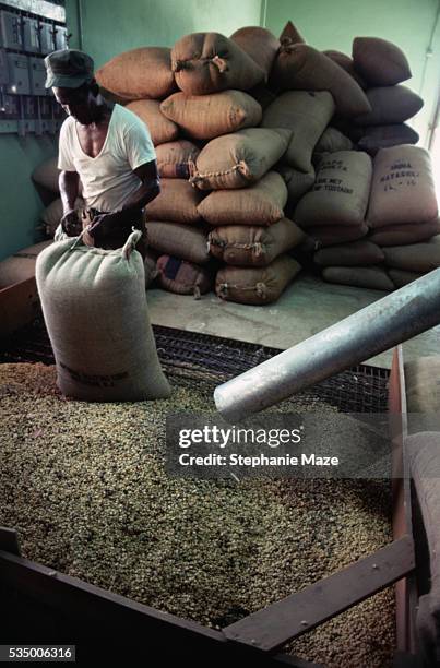 man filling sacks with coffee beans - aguadilla stock pictures, royalty-free photos & images