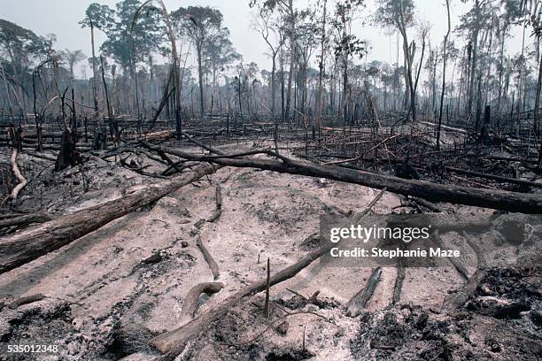 logging slash burned - deforestation amazon stock pictures, royalty-free photos & images