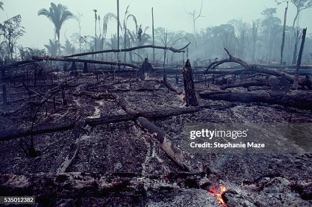 logging slash burned - regione amazzonica foto e immagini stock