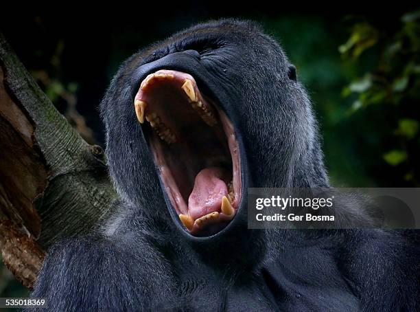growling silverback gorilla - snarling stock pictures, royalty-free photos & images