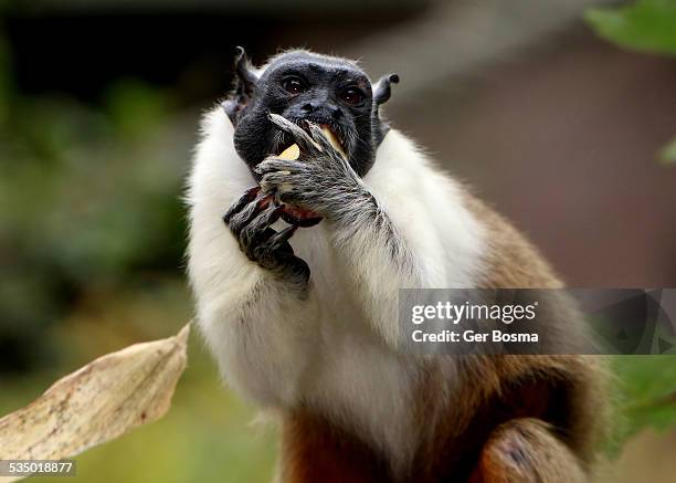 pied tamarin glutton - tamarin monkey stock pictures, royalty-free photos & images