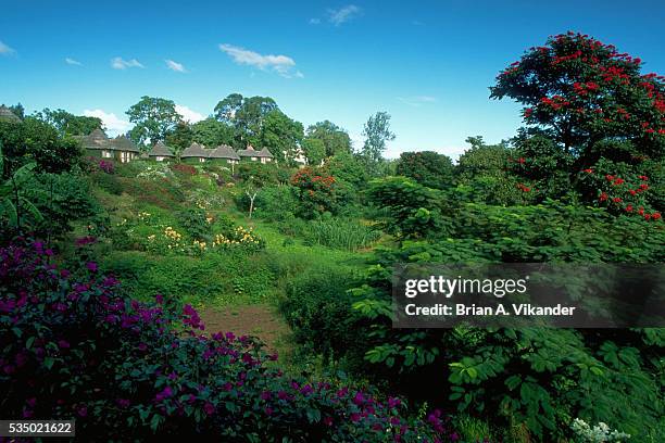 arusha huts and tanzanian vegetation - アルーシャ地区 ストックフォトと画像