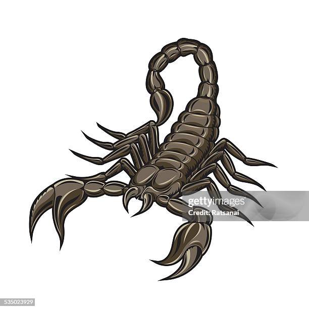 scorpion vector - scorpions stock illustrations