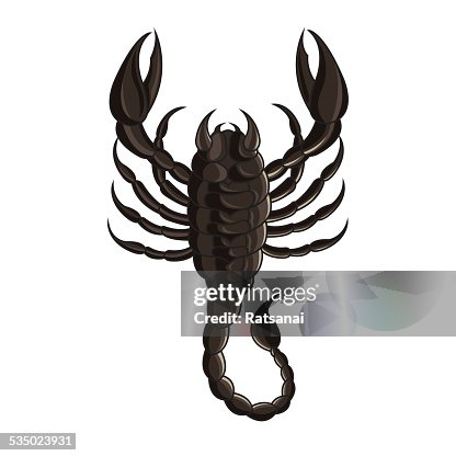 Scorpion vector Scorpion vector