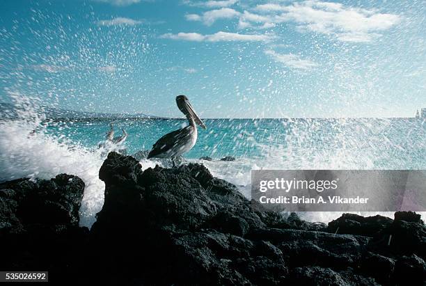 brown pelican on san cristobol island - san cristobal - fotografias e filmes do acervo