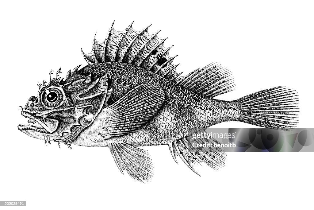 Black Scorpionfish