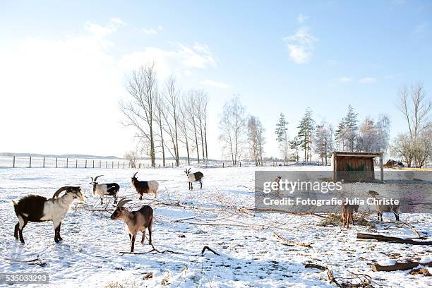 ziegengruppe - flehmen behaviour stock pictures, royalty-free photos & images