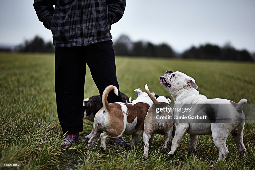 Middle aged man walking his dogs in a field