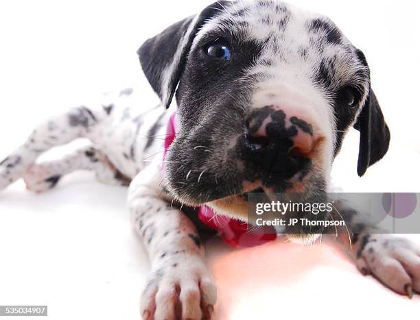 puppy on white background - alano tedesco foto e immagini stock