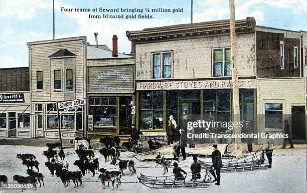 Dog teams bring a half million dollars worth of gold to Seward, Alaska in this postcard from Seattle, Washington, circa 1910.