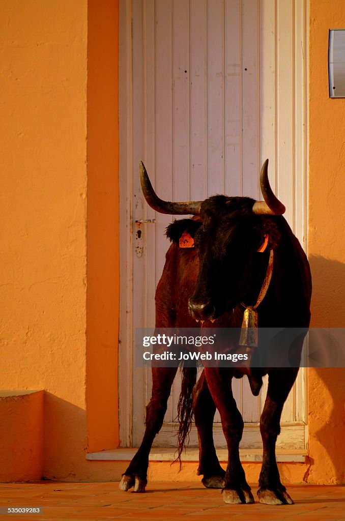 Bull in a doorway, Spain