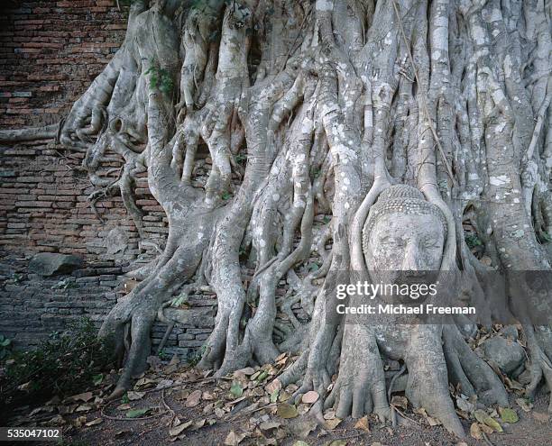 Head of Buddha in roots of banyan tree