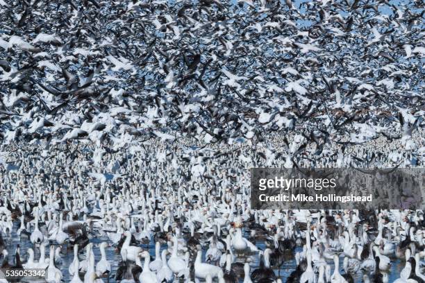 snow goose migration - snow goose stock pictures, royalty-free photos & images
