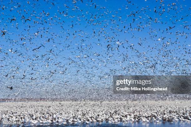 snow goose migration - snow goose stock pictures, royalty-free photos & images