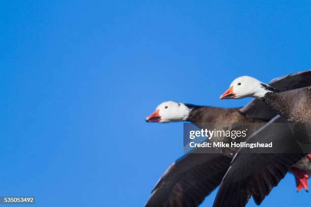 fall migration - schneegans stock-fotos und bilder