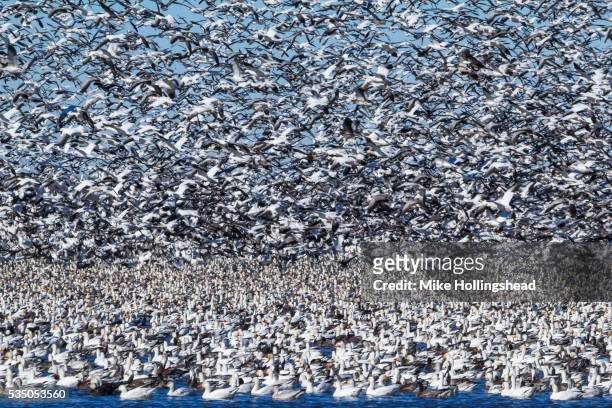 snow geese migration - snow goose stock pictures, royalty-free photos & images