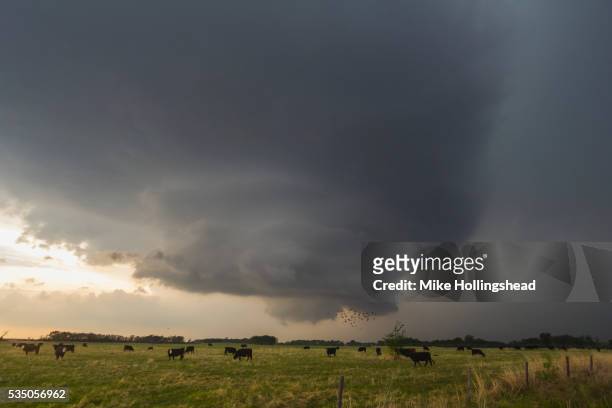 nebraska supercell - wild cattle stock-fotos und bilder
