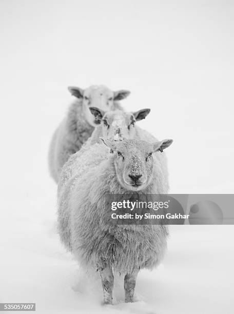 three sheep in a line in the snow - sheep funny stock-fotos und bilder