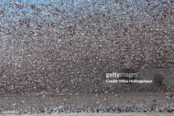 snow geese migration - mike hollingshead stock-fotos und bilder