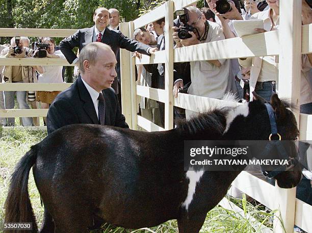 Sochi, RUSSIAN FEDERATION: Russian President Vladimir Putin shows one of his dwarf horses to Italian Prime Minister Silvio Berlusconi in the Russian...